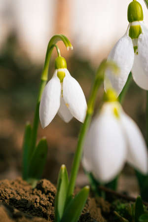 White snowdrop flowers blooming in February, flower backgroundの写真素材