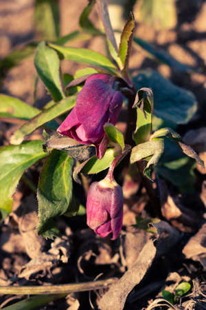 Purple hellefobe flowers bloomig in February, wildflower in the forestの写真素材