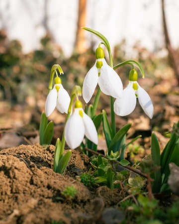 White snowdrop flowers blooming in February, flower backgroundの写真素材