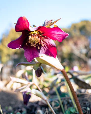 Purple hellefobe flower bloomig in March, wildflower from belowの写真素材