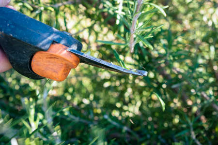 Man cuts a small branch off of an aromatic rosemary bush to use in the kitchenの写真素材