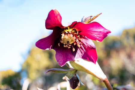 Purple hellefobe flower bloomig in March, wildflower from belowの写真素材