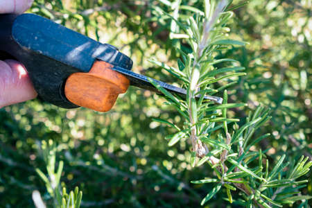 Man cuts a small branch off of an aromatic rosemary bush to use in the kitchenの写真素材