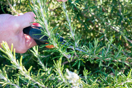 Man cuts a small branch off of an aromatic rosemary bush to use in the kitchenの写真素材