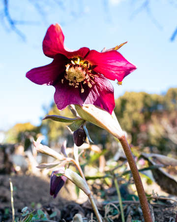 Purple hellefobe flower bloomig in March, wildflower from belowの写真素材