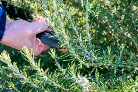 Man cuts a small branch off of an aromatic rosemary bush to use in the kitchenの写真素材