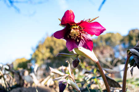 Purple hellefobe flower bloomig in March, wildflower from belowの写真素材