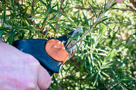 Man cuts a small branch off of an aromatic rosemary bush to use in the kitchen