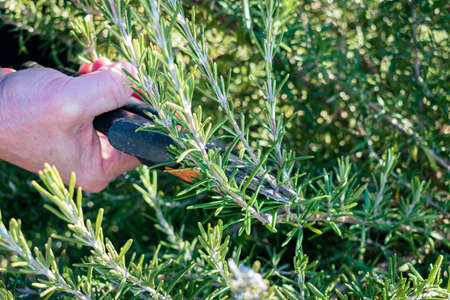 Man cuts a small branch off of an aromatic rosemary bush to use in the kitchenの写真素材