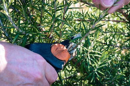 Man cuts a small branch off of an aromatic rosemary bush to use in the kitchen