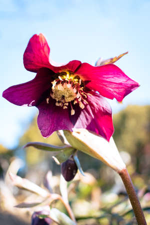 Purple hellefobe flower bloomig in March, wildflower from belowの写真素材