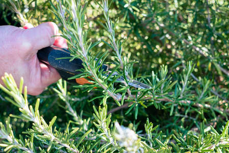 Man cuts a small branch off of an aromatic rosemary bush to use in the kitchenの写真素材