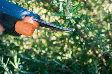 Man cuts a small branch off of an aromatic rosemary bush to use in the kitchenの写真素材