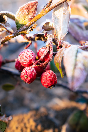 Icy red berries on a cold winter morningの写真素材