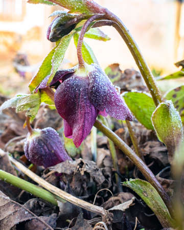 Purple hellefobe flower bloomig in March, frozen in the morningの写真素材