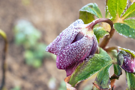 Purple hellefobe flower bloomig in March, frozen in the morningの写真素材