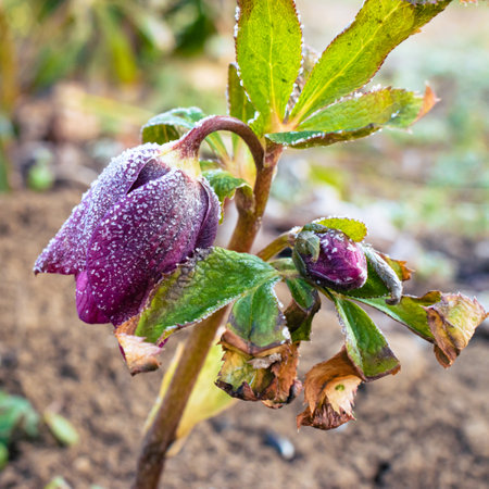 Purple hellefobe flower bloomig in March, frozen in the morningの写真素材