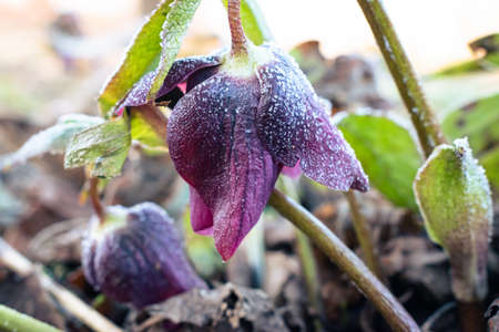 Purple hellefobe flower bloomig in March, frozen in the morningの写真素材