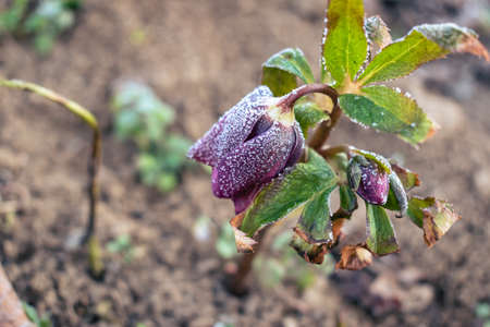 Purple hellefobe flower bloomig in March, frozen in the morningの写真素材
