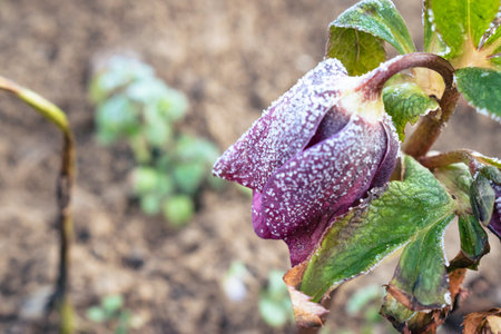 Purple hellefobe flower bloomig in March, frozen in the morningの写真素材