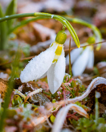 Icy white snowdrop flowers blooming on a cold winter morningの写真素材