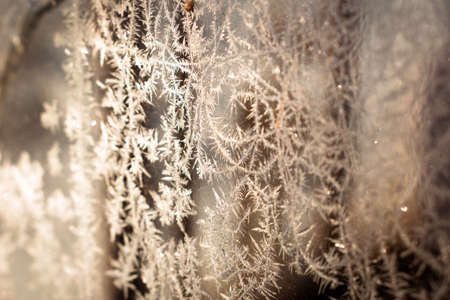 Cold winter morning ice flowers on glass, background with copy spaceの写真素材