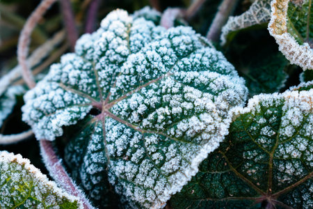 Icy green leaf on a cold winter morningの写真素材
