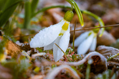 Icy green leaf on a cold winter morningの写真素材