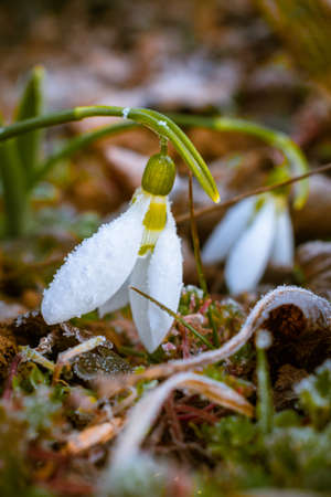 Icy white snowdrop flowers blooming on a cold winter morningの写真素材