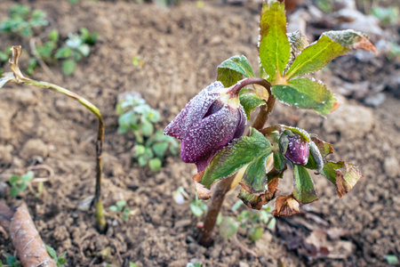 Purple hellefobe flower bloomig in March, frozen in the morningの写真素材