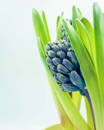 Bud of purple hyacinth flowers background with copy space