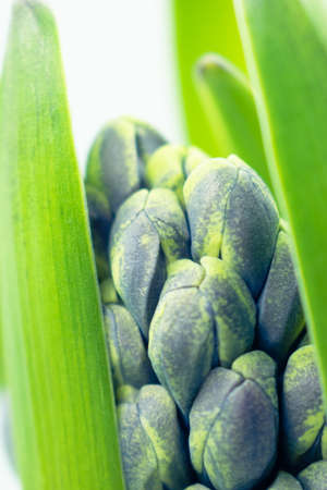 Bud of purple hyacinth flowers background with copy space