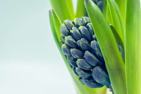 Bud of purple hyacinth flowers background with copy space