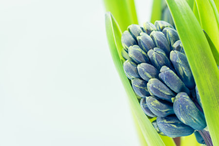 Bud of purple hyacinth flowers background with copy space