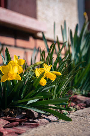 Bright yellow daffodil flower bed in the garden in springの写真素材