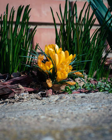 Bunch of yellow crocus flowers, spring background with copy spaceの写真素材