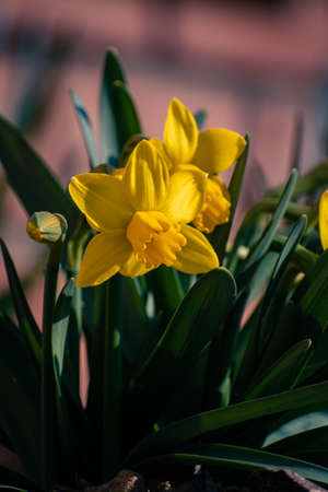 Bright yellow daffodil flower bed in the garden in springの写真素材
