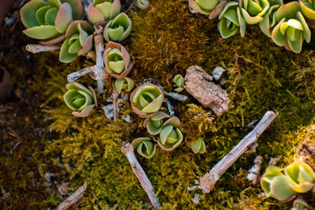 Macro photo of small succulents growing