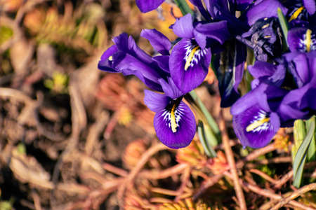 Fresh spring flowers, colorful purple irises blossomingの写真素材