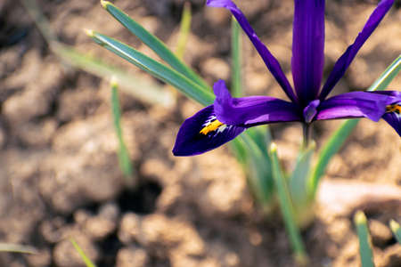 Fresh spring flowers, colorful purple irises blossomingの写真素材