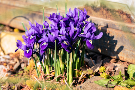 Fresh spring flowers, colorful purple irises blossomingの写真素材