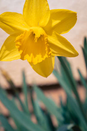 Bright yellow daffodil flower bed in the garden in springの写真素材