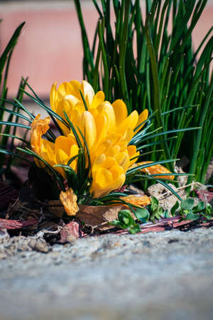Bunch of yellow crocus flowers, spring background with copy spaceの写真素材