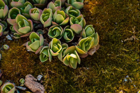 Macro photo of small succulents growingの写真素材
