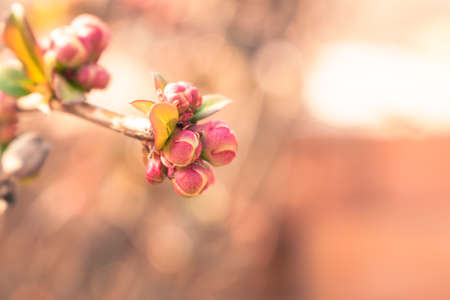 Pink buds growing on a branch in spring, natural background with copy spaceの写真素材