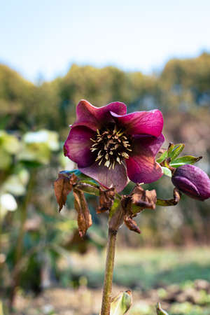 Purple hellefobe flowers bloomig, wildflower in the forestの写真素材