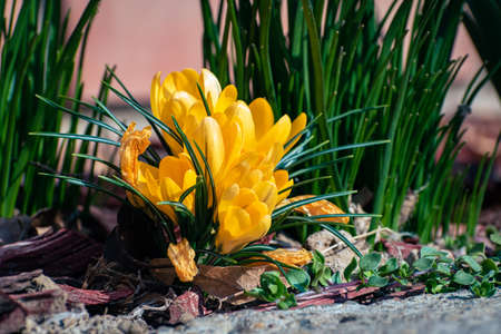 Bunch of yellow crocus flowers, spring background with copy spaceの写真素材