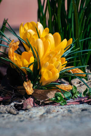 Bunch of yellow crocus flowers, spring background with copy spaceの写真素材