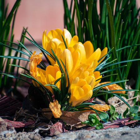 Bunch of yellow crocus flowers, spring background with copy spaceの写真素材