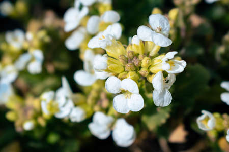 Close-up of white arabis alpina caucasica flowers in the garden in springtimeの写真素材